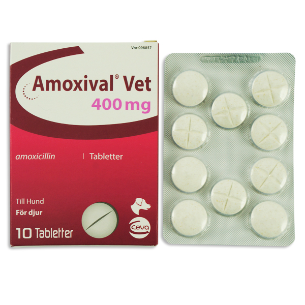 Amoxival 0 Chat